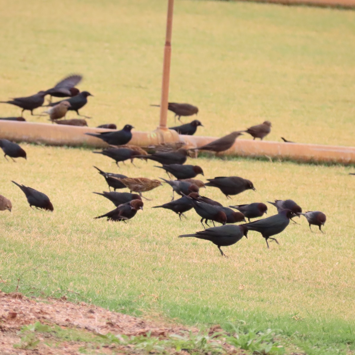 Brown-headed Cowbird - ML645338390