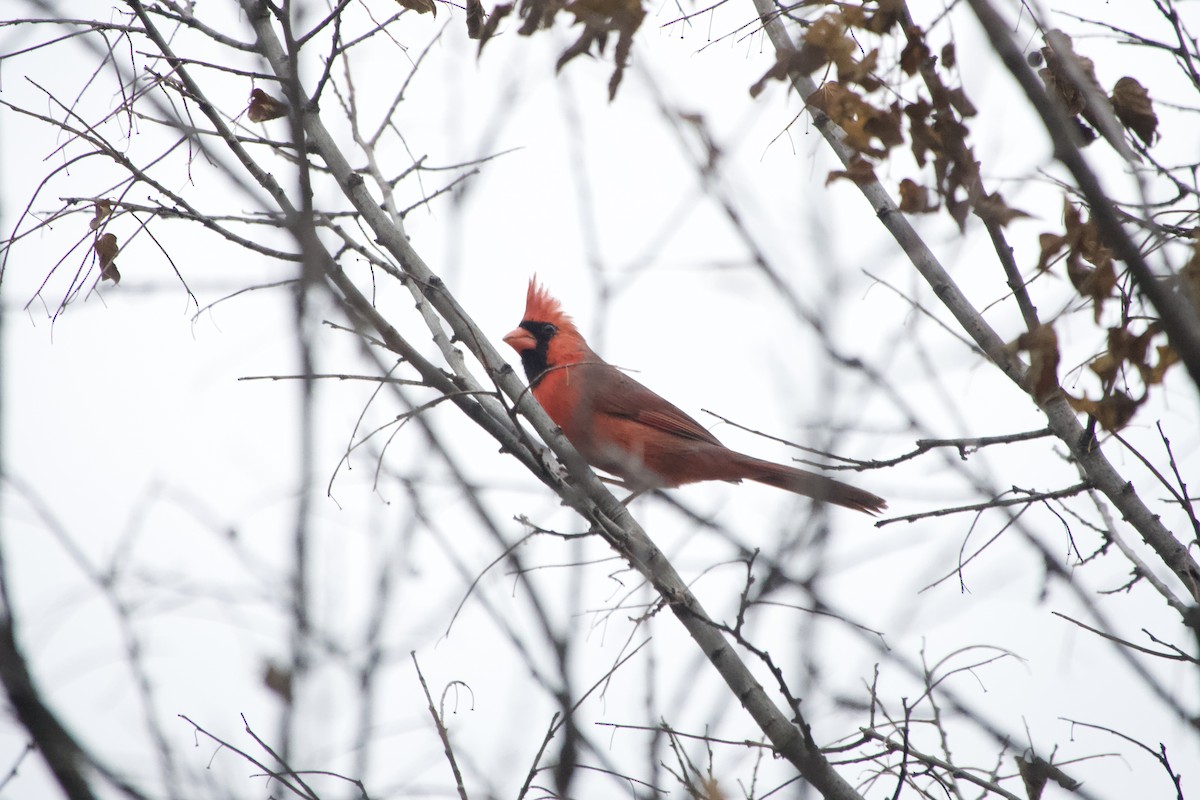 Northern Cardinal - ML645338394