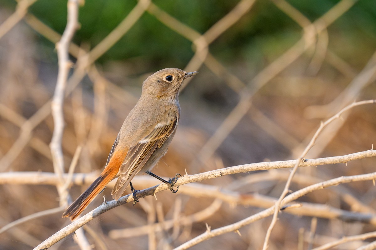 Rufous-backed Redstart - ML645338395