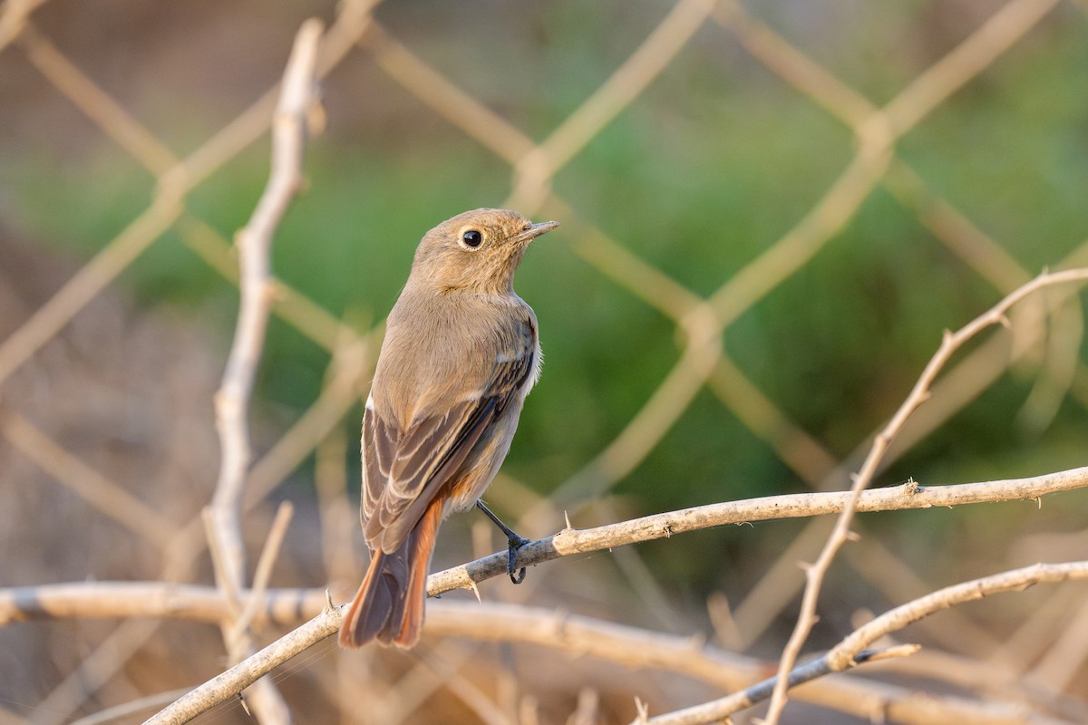 Rufous-backed Redstart - ML645338396