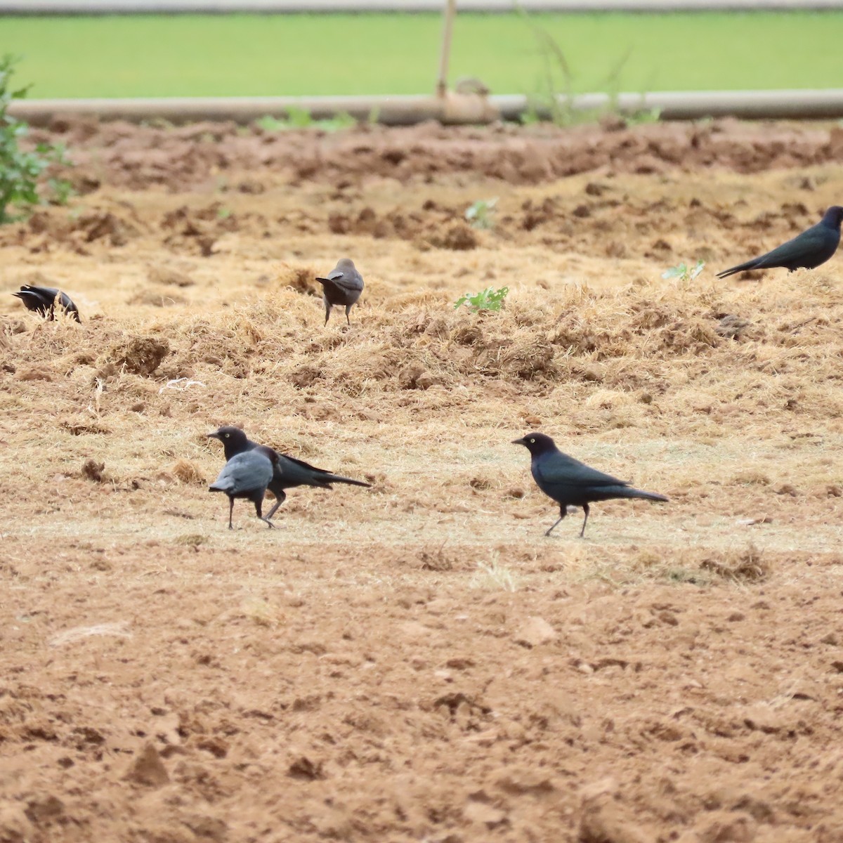 Brewer's Blackbird - ML645338398
