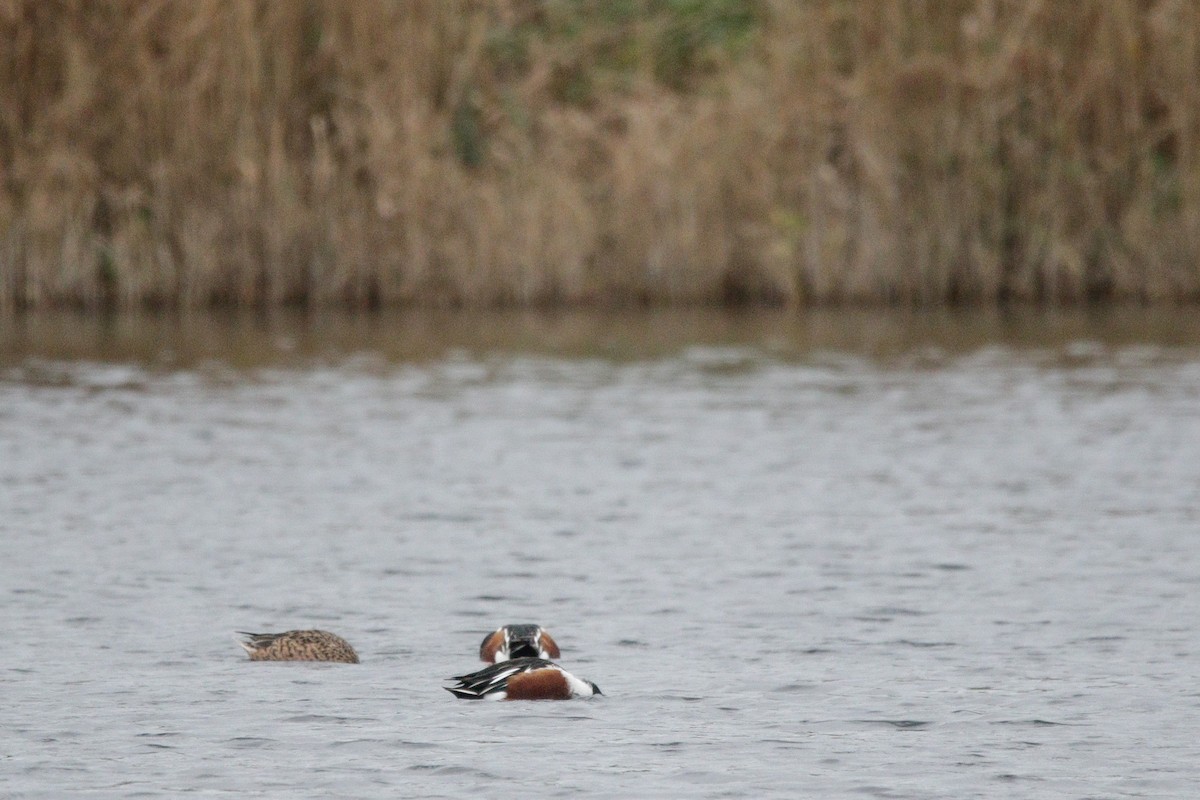 Northern Shoveler - ML645338399