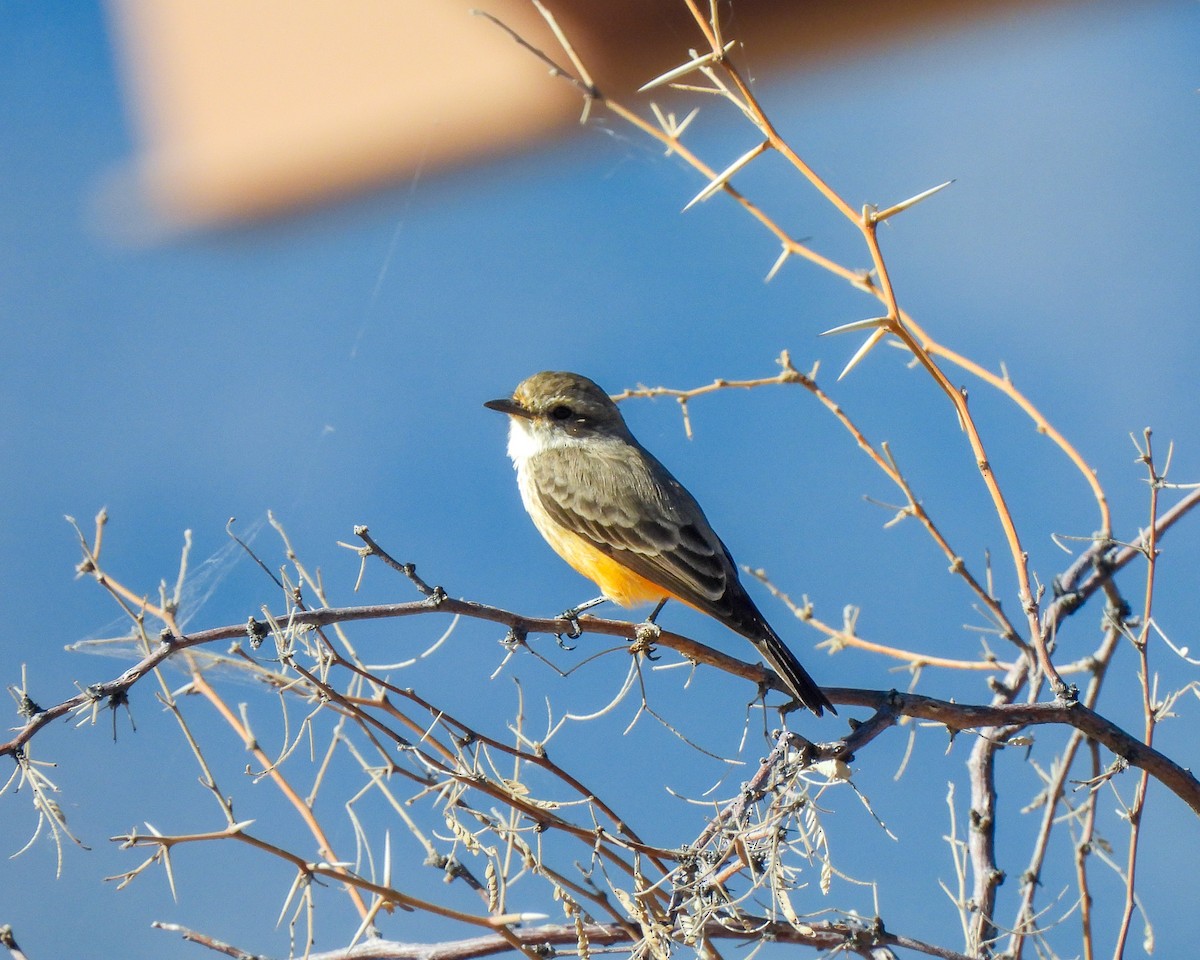 Vermilion Flycatcher - ML645338400