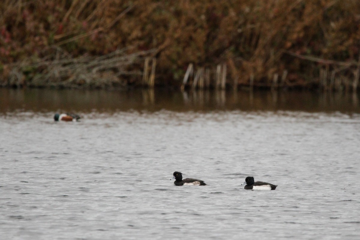 Tufted Duck - ML645338401