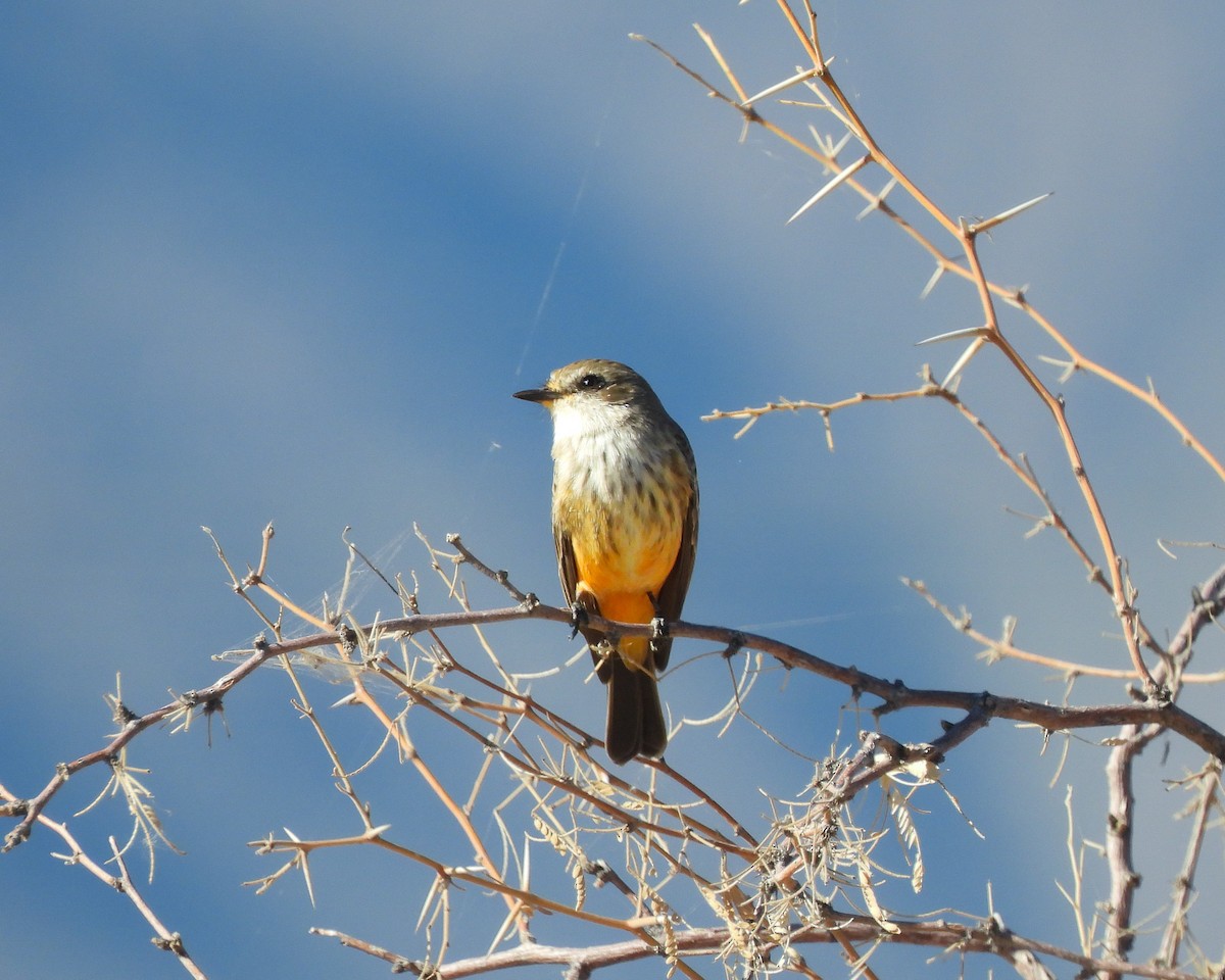 Vermilion Flycatcher - ML645338403