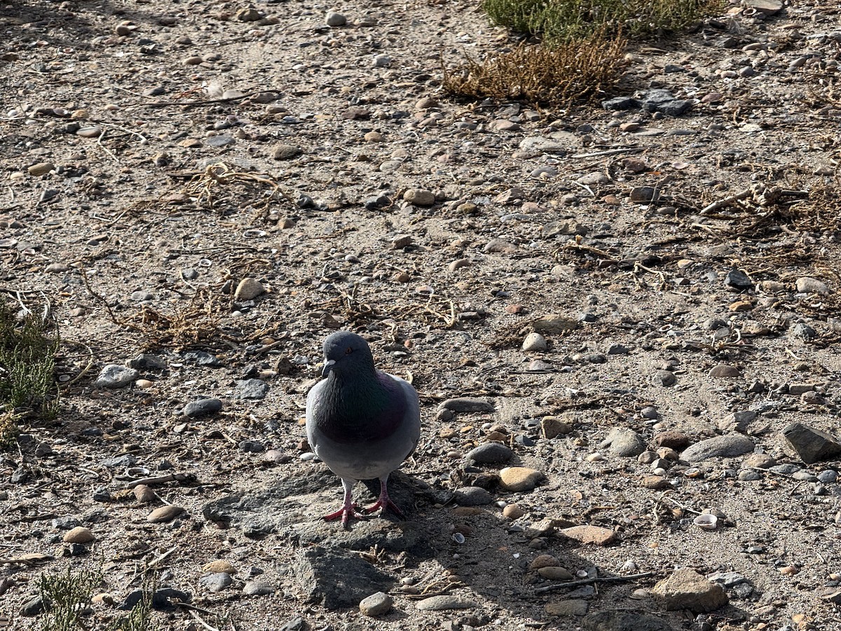 Rock Pigeon (Feral Pigeon) - ML645338404