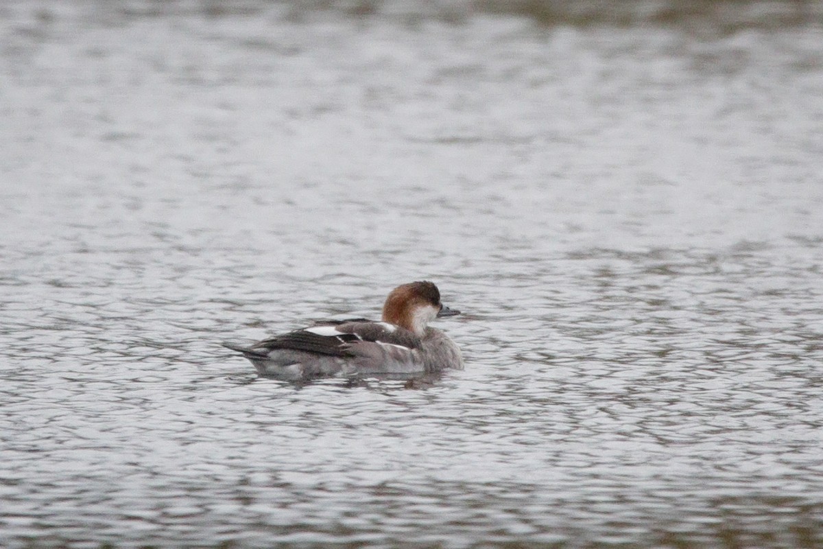 Smew - ML645338406