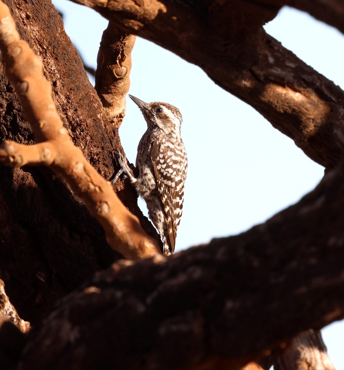 Checkered Woodpecker - ML645338413