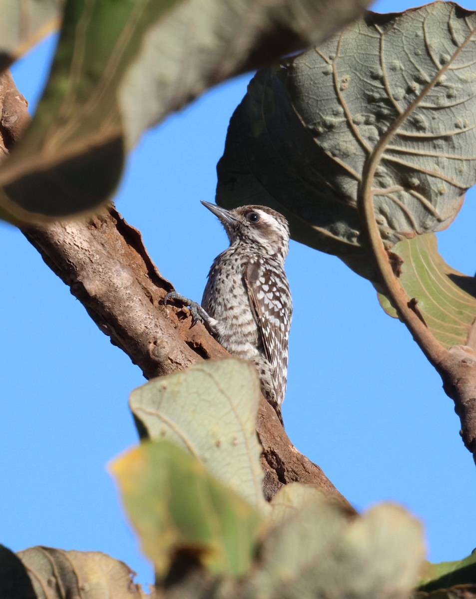 Checkered Woodpecker - ML645338414