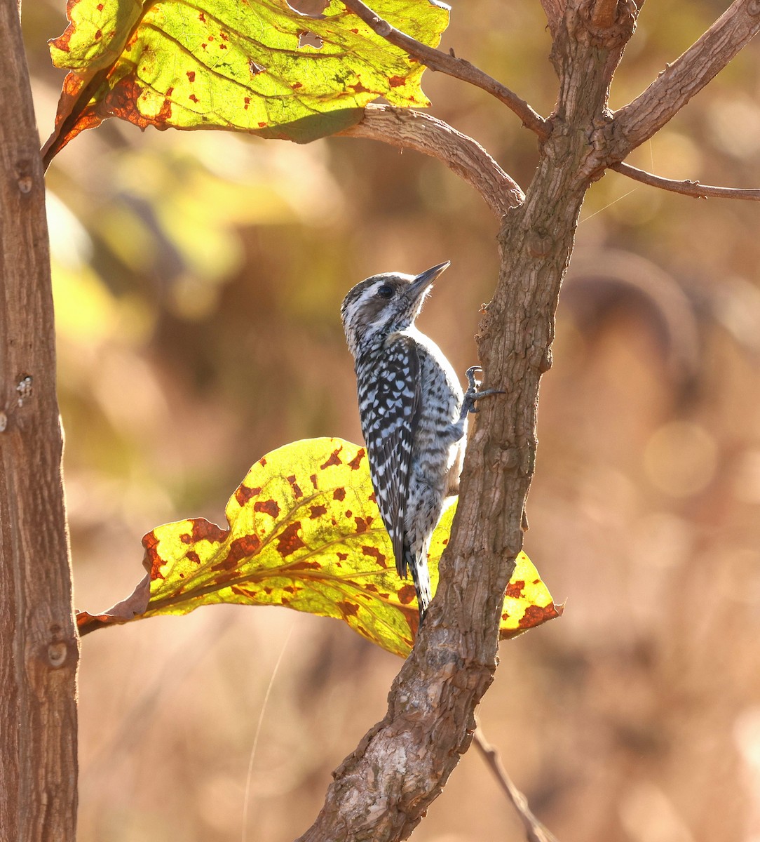 Checkered Woodpecker - ML645338415