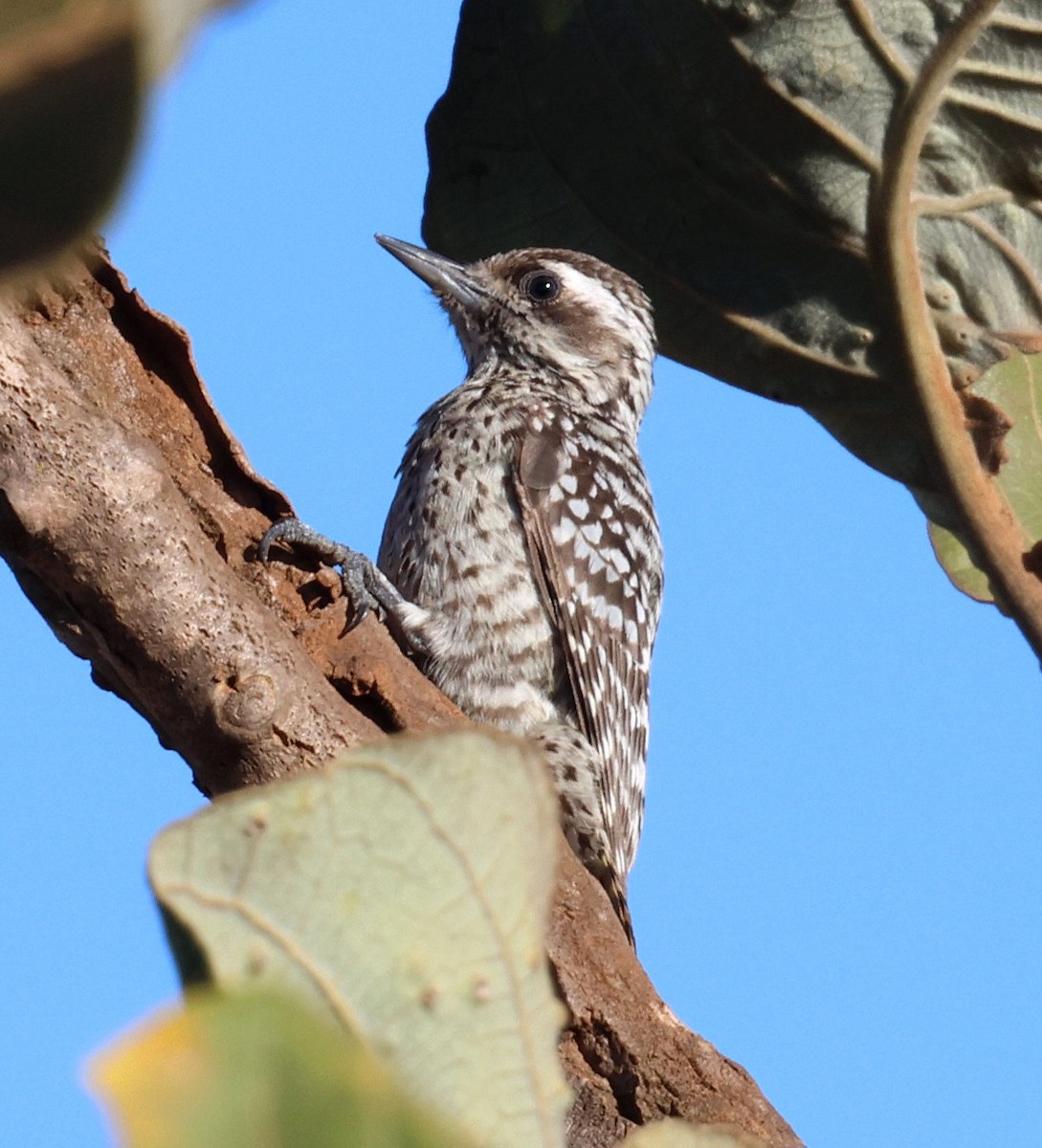 Checkered Woodpecker - ML645338416