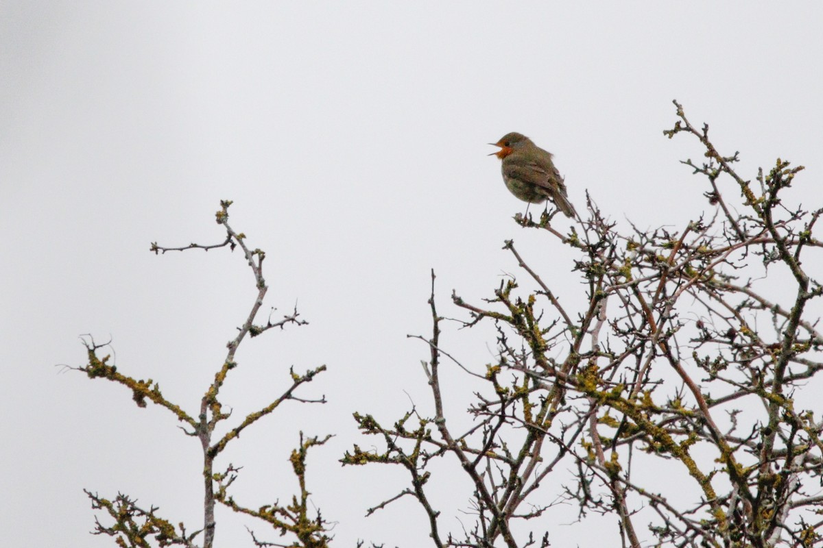 European Robin - ML645338417