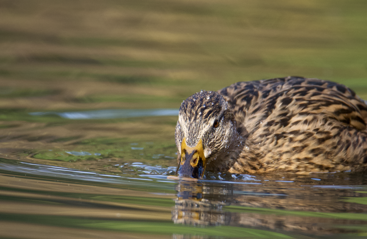 Mallard - ML645338420