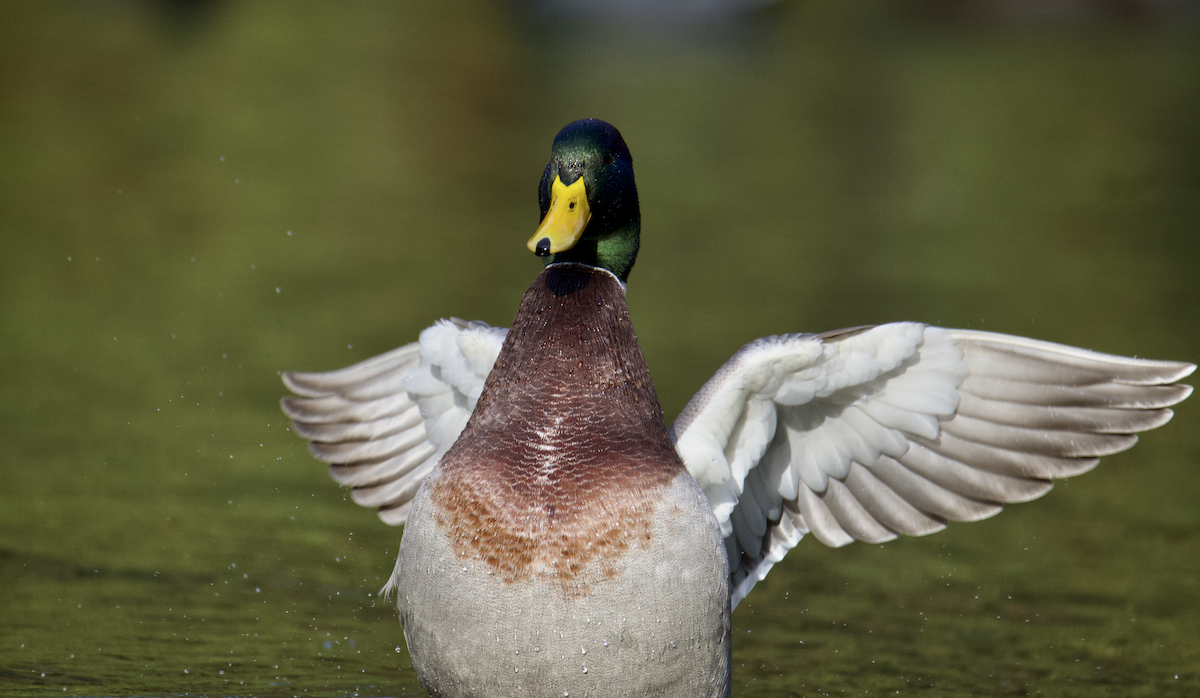 Mallard - ML645338421