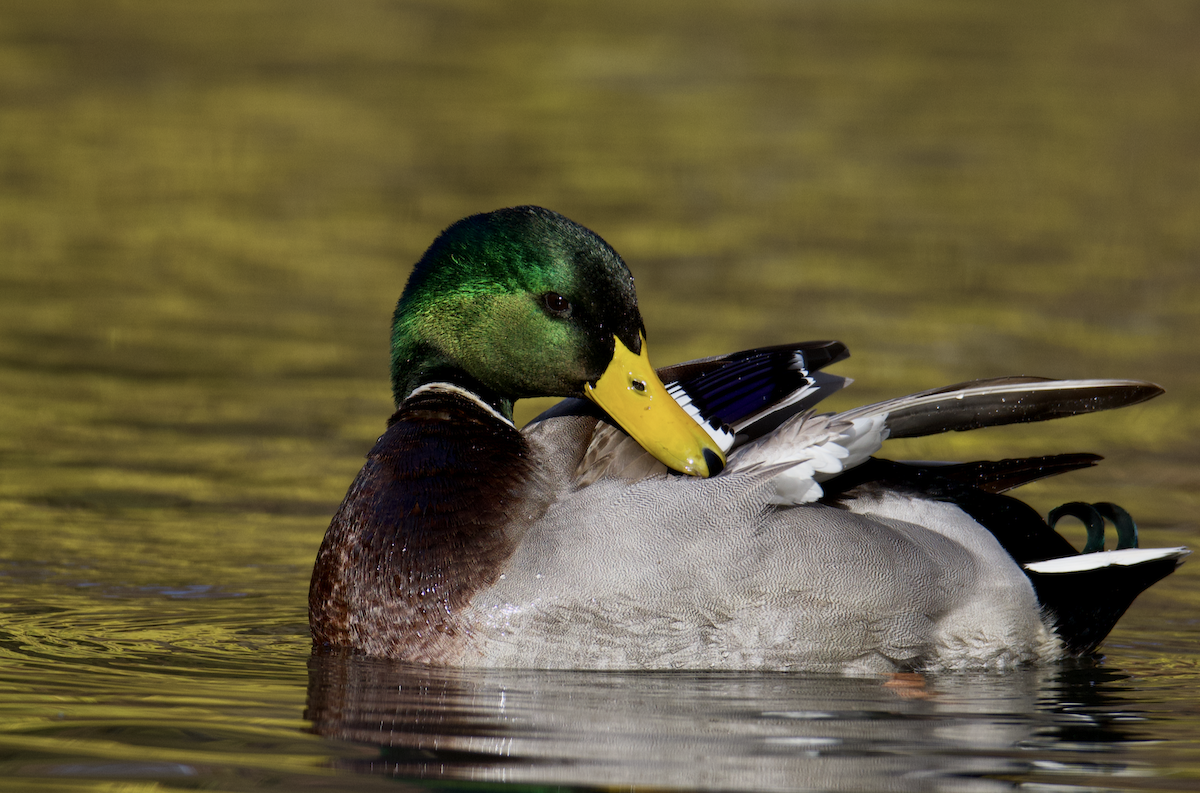 Mallard - ML645338422