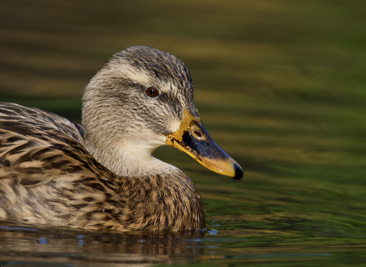 Mallard - ML645338423