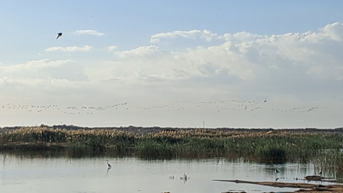 Great Cormorant - ML645338424