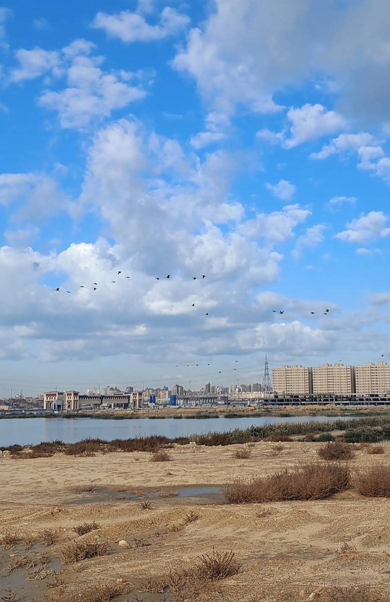 Great Cormorant - ML645338425