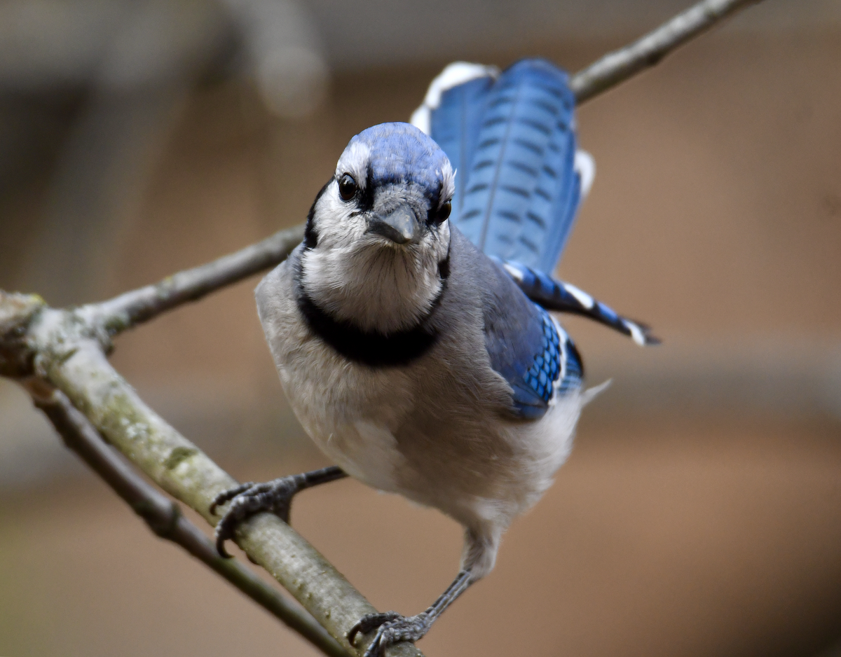 Blue Jay - ML645338431