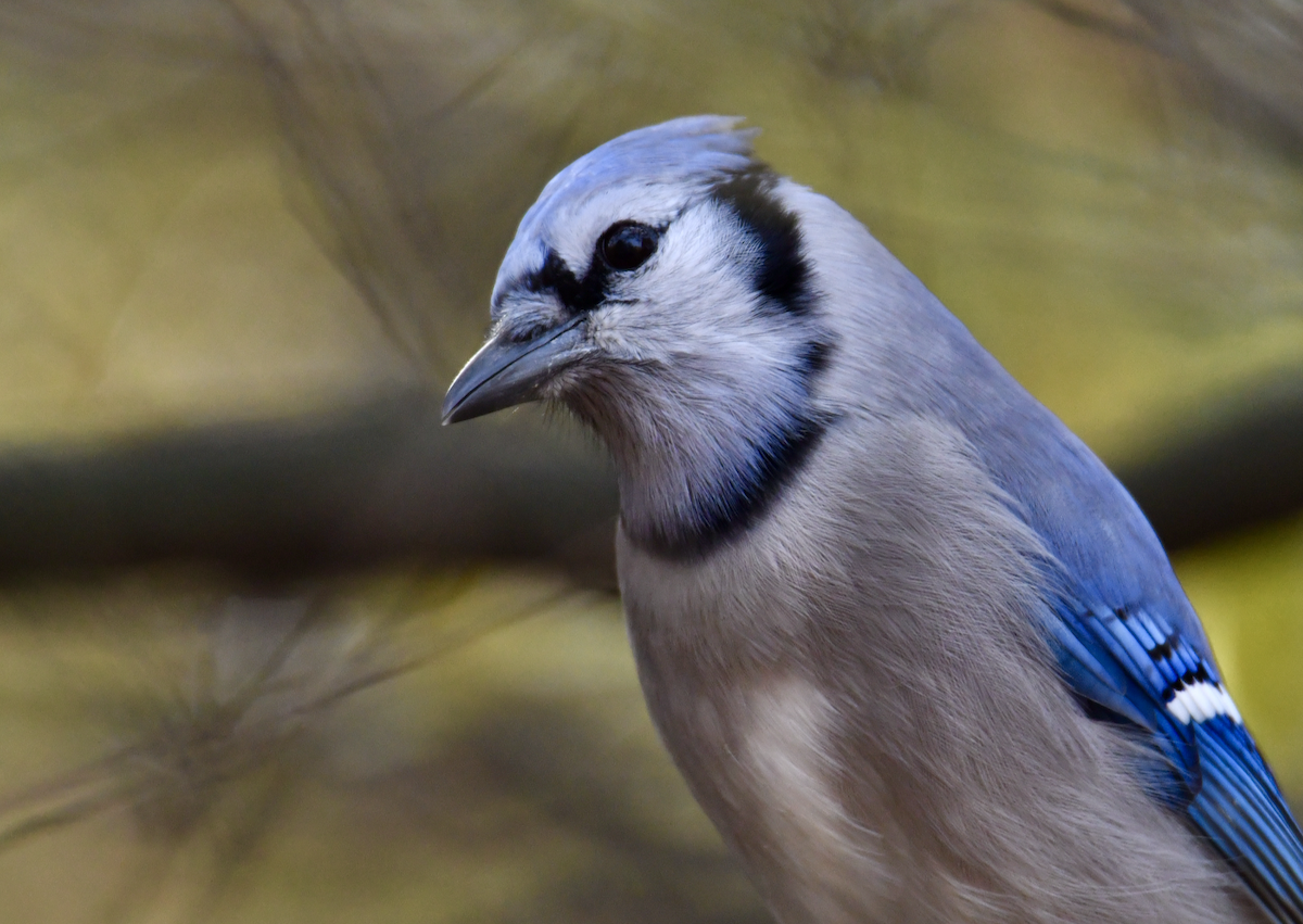 Blue Jay - ML645338432