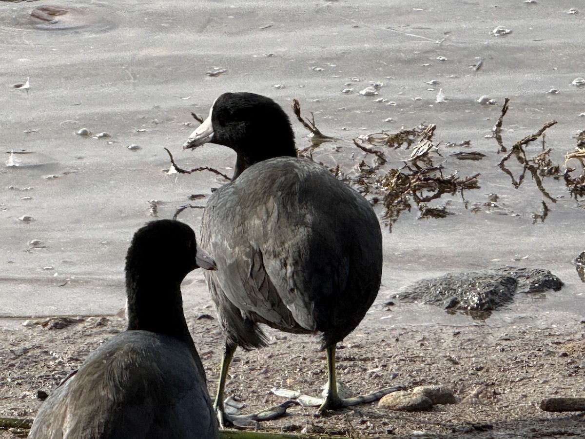 American Coot - ML645338433