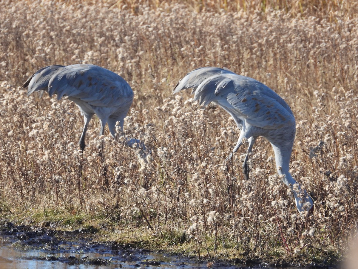 Sandhill Crane - ML645338434