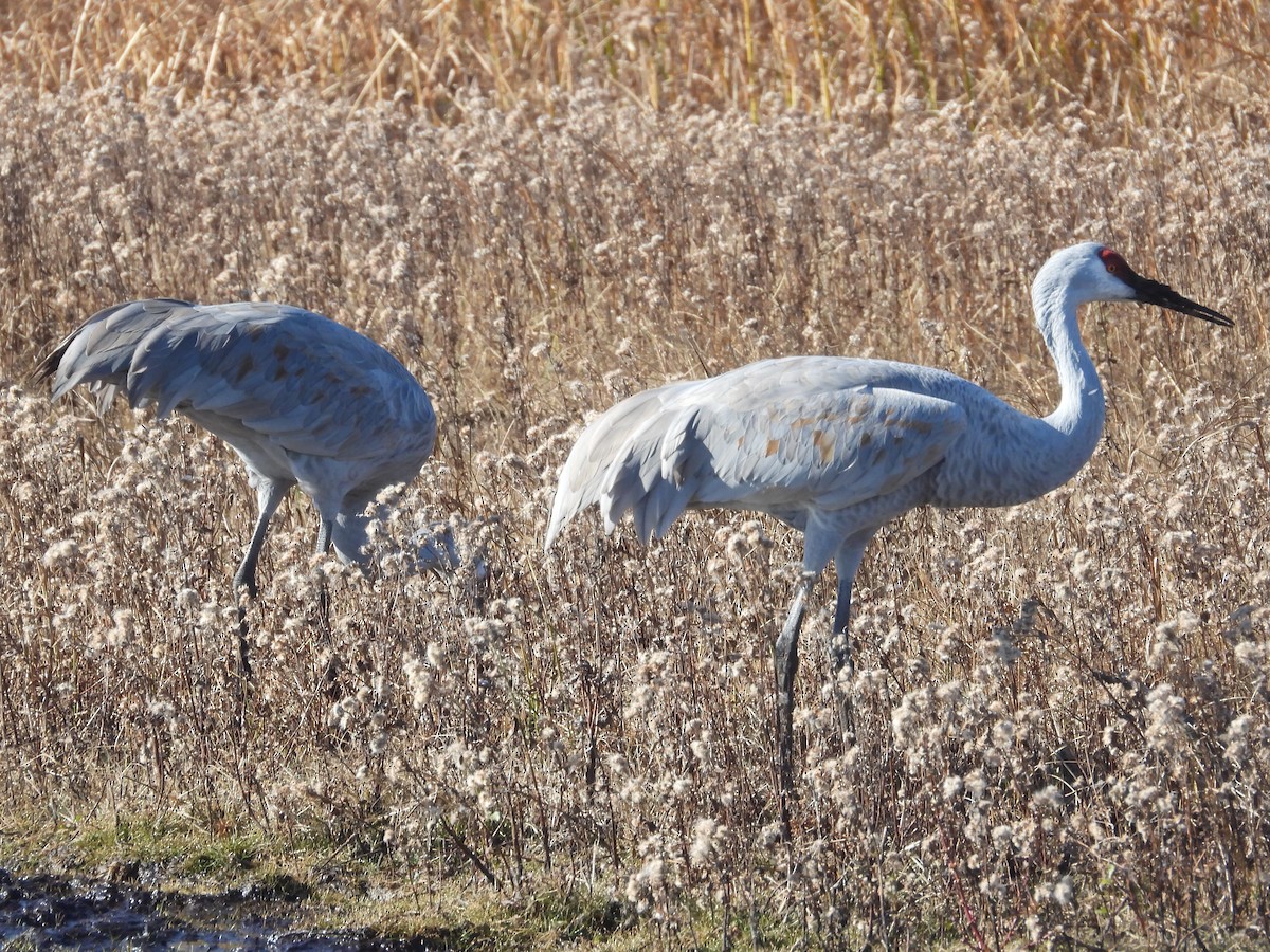 Sandhill Crane - ML645338435
