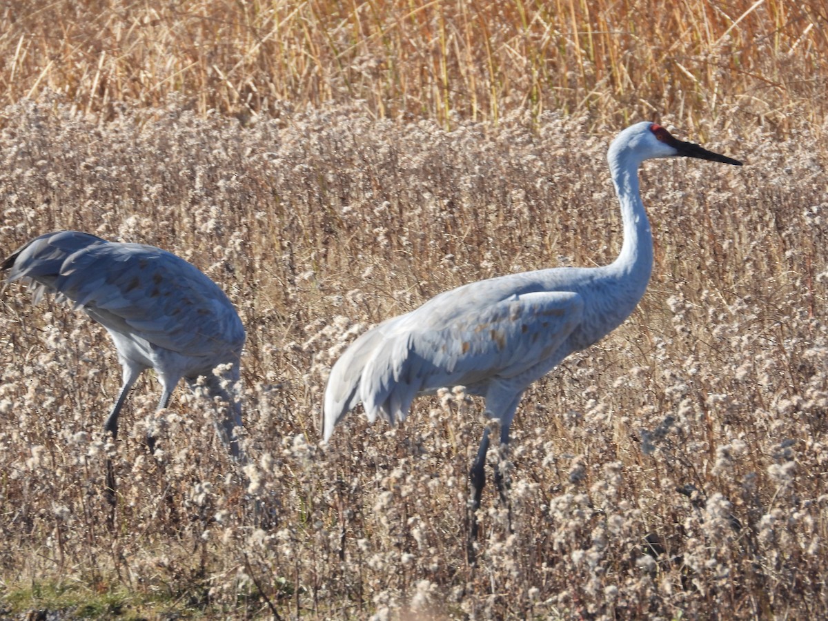 Sandhill Crane - ML645338436