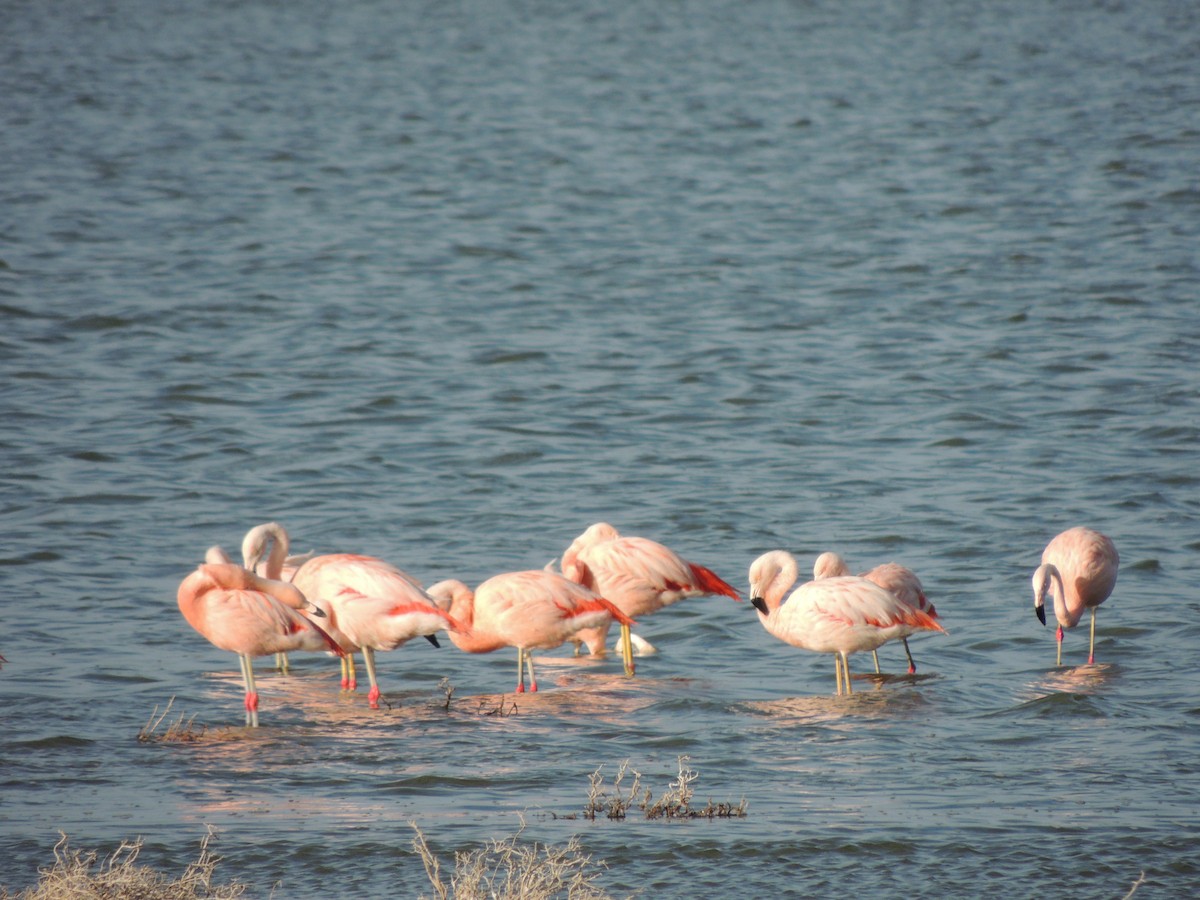 Chilean Flamingo - ML645338439