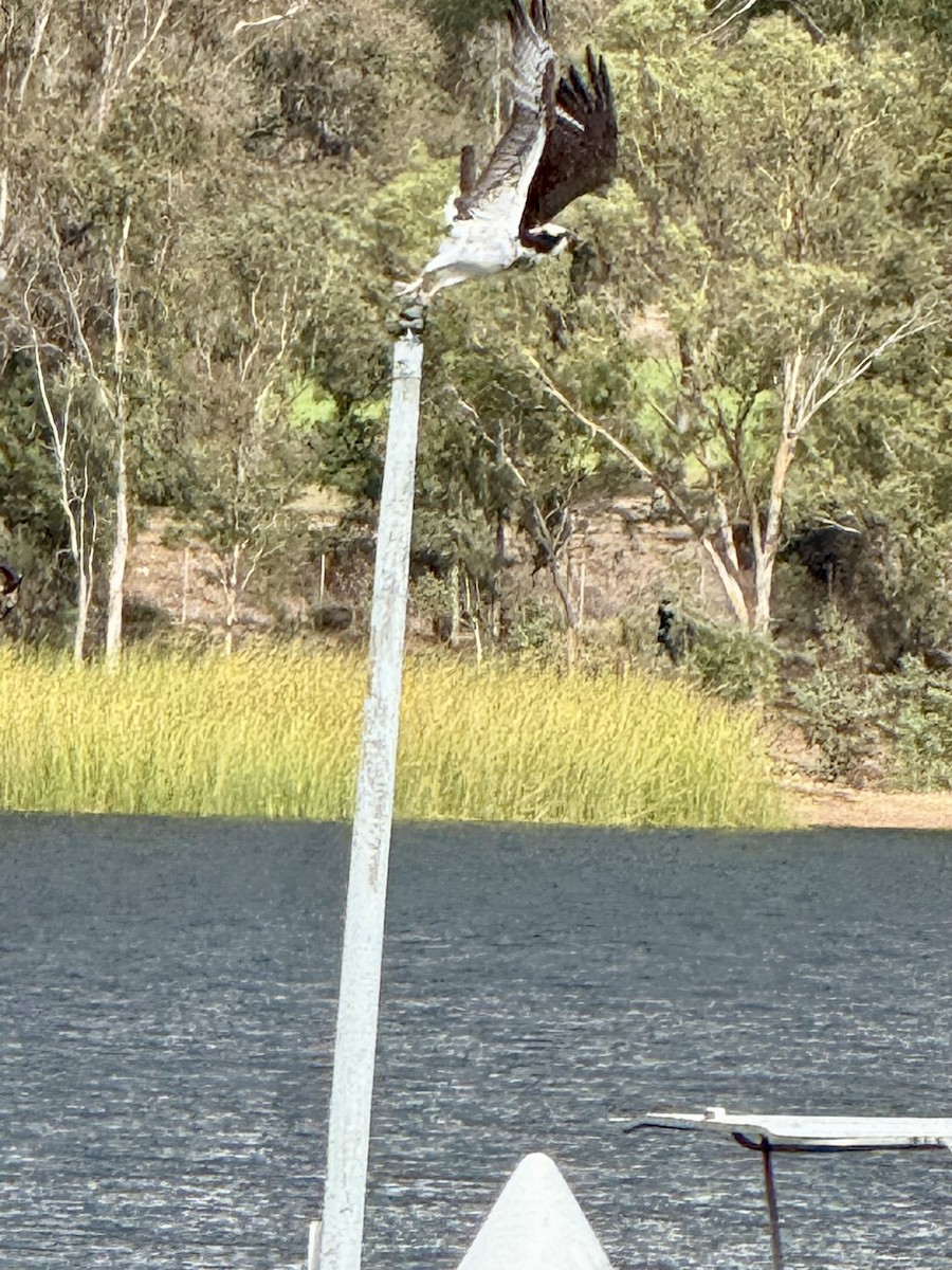 Osprey - ML645338446