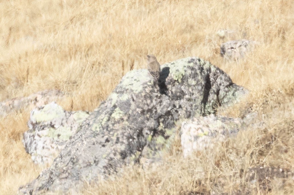 rosy-finch sp. - ML645338452