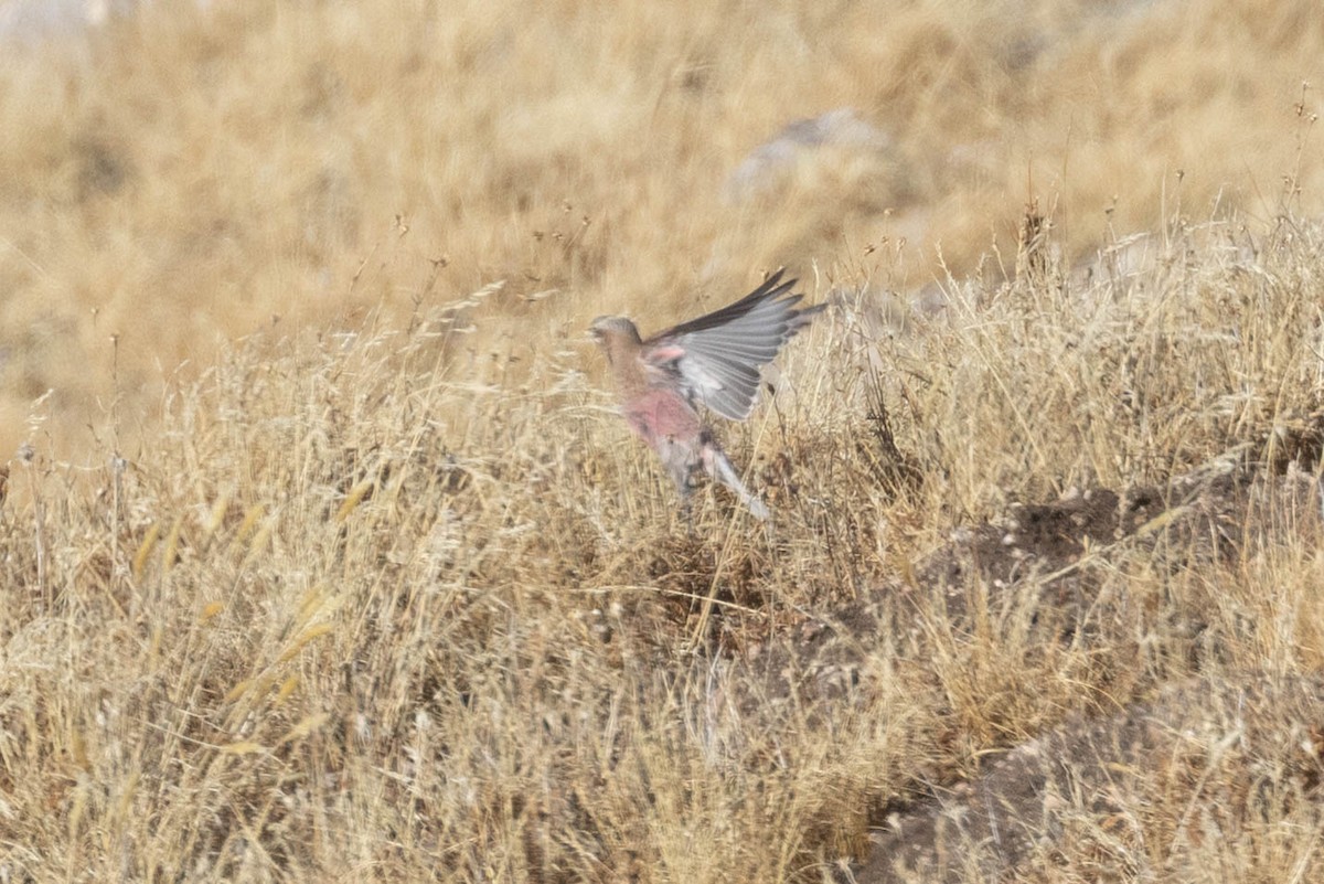rosy-finch sp. - ML645338455