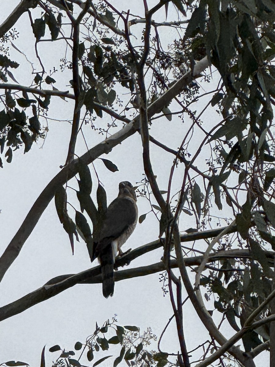 Cooper's Hawk - ML645338458