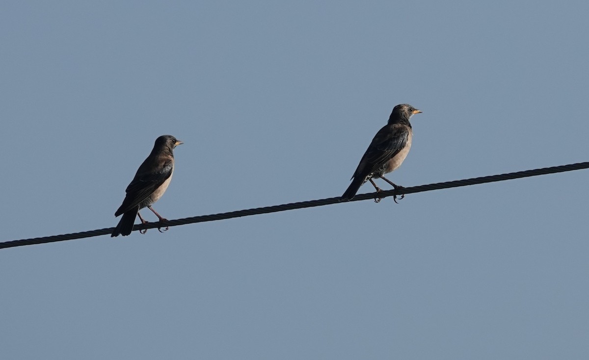 Rosy Starling - ML645338466