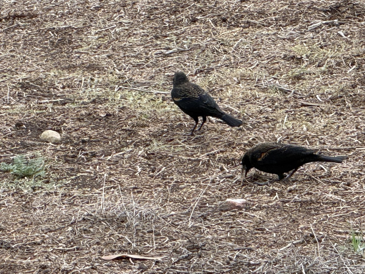 Red-winged Blackbird - ML645338469