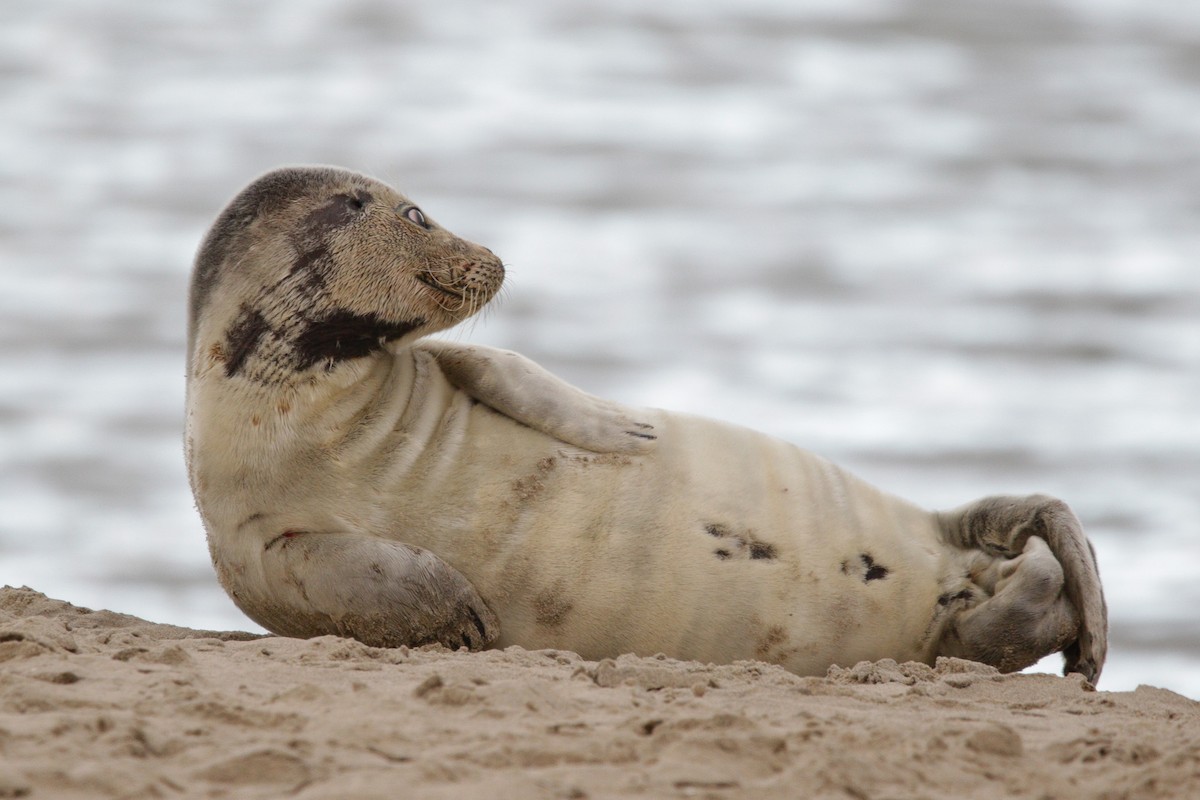 Harbor Seal - ML645338477