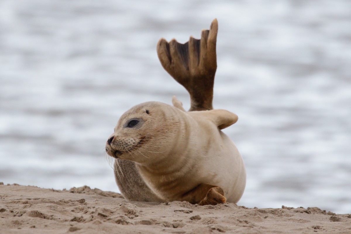 Harbor Seal - ML645338478