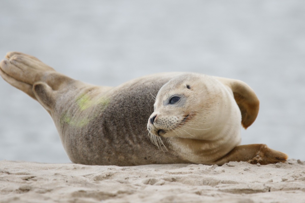 Harbor Seal - ML645338479