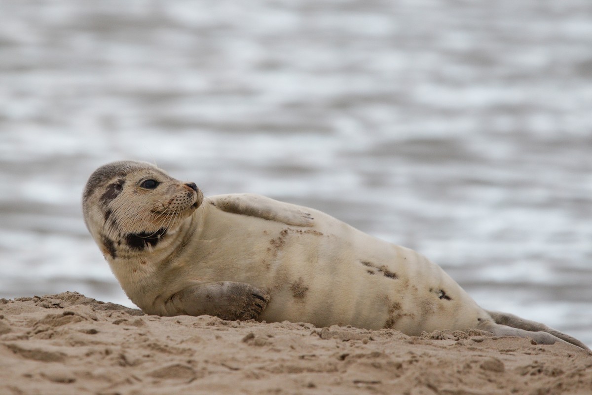 Harbor Seal - ML645338480