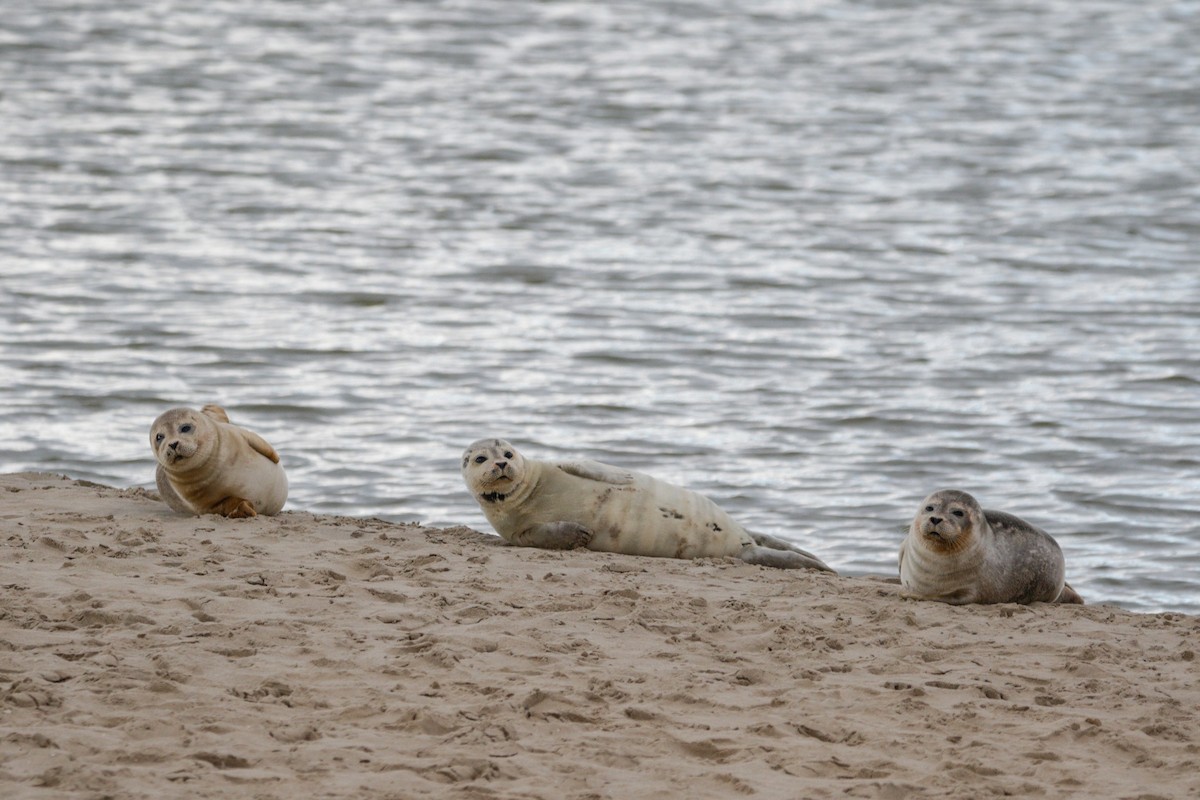 Harbor Seal - ML645338481