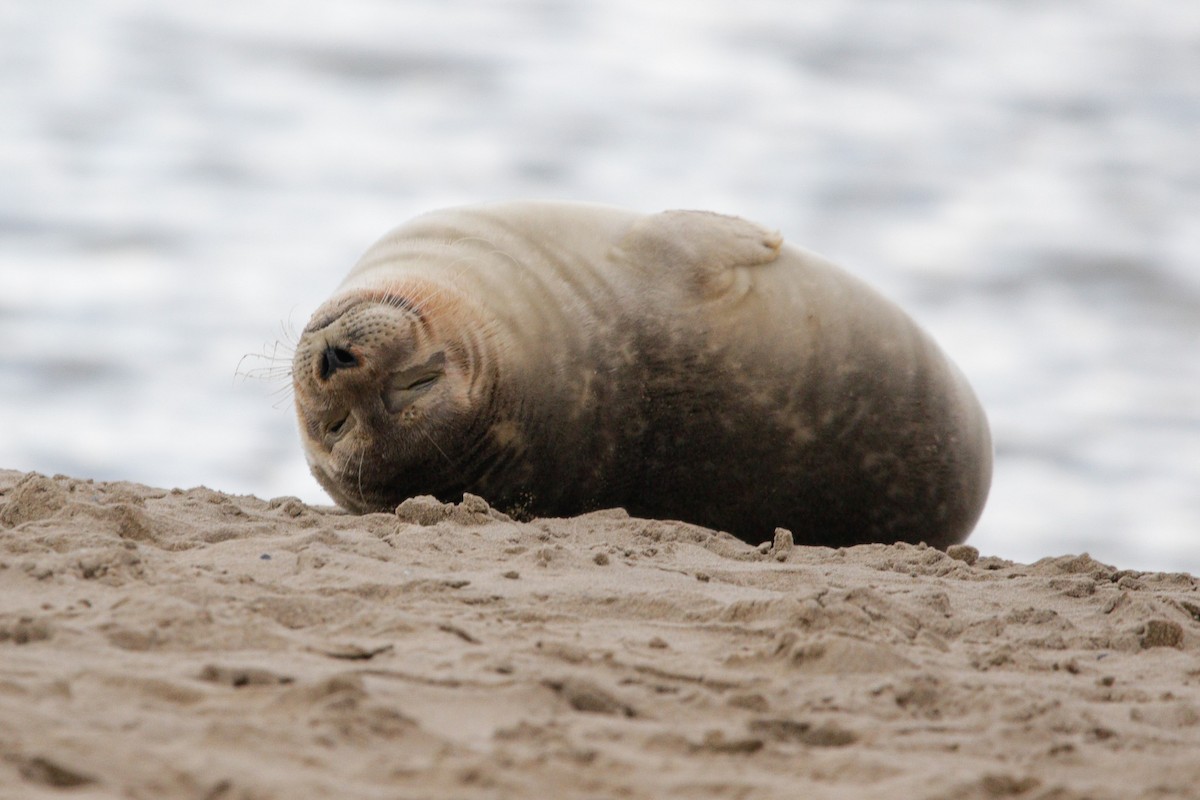 Harbor Seal - ML645338482