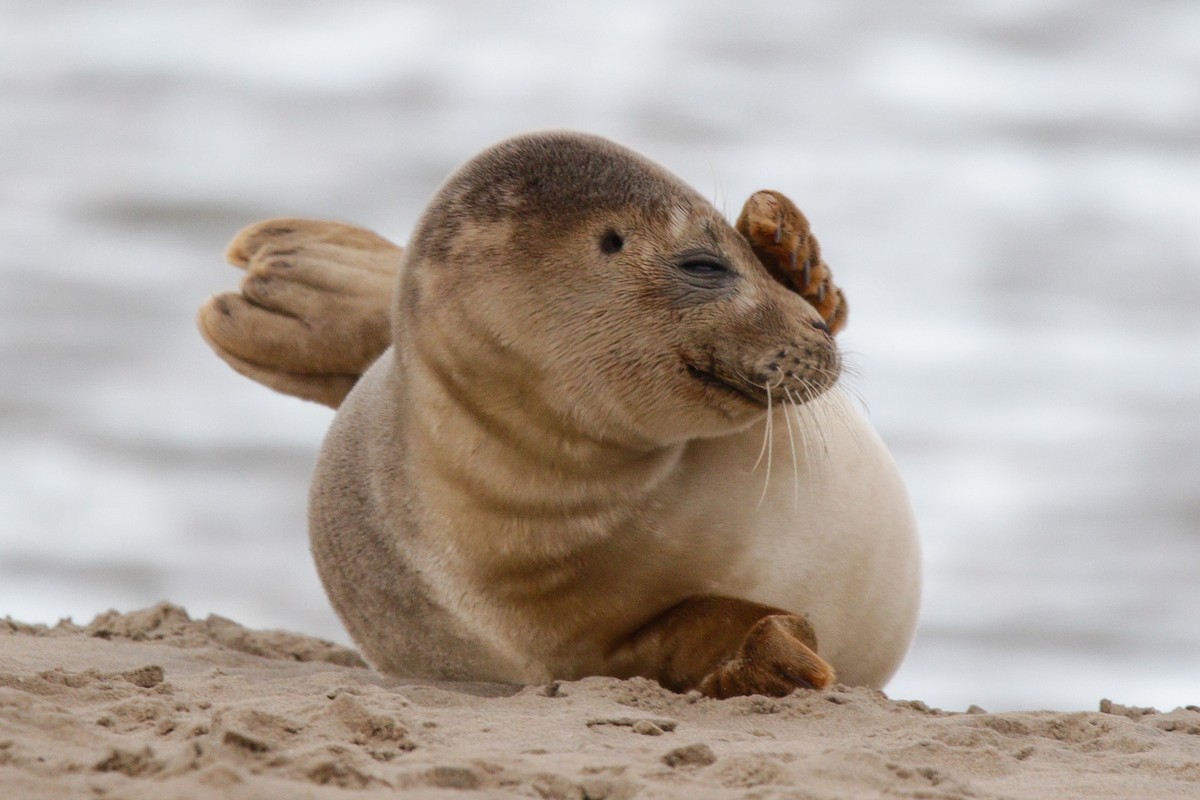 Harbor Seal - ML645338483