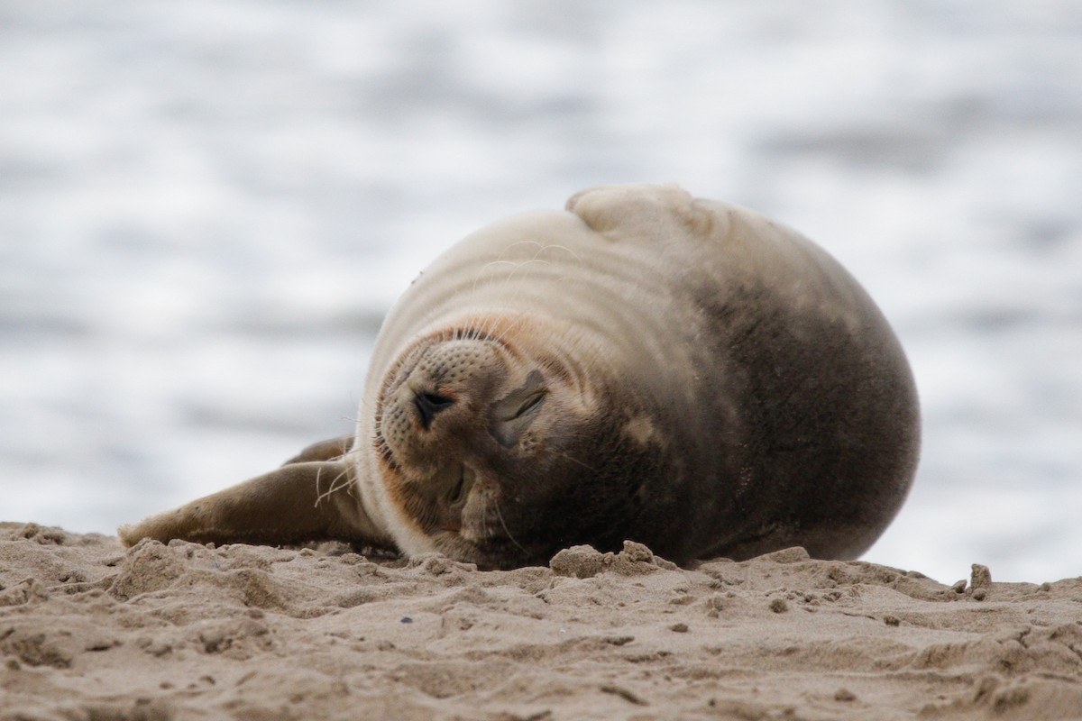 Harbor Seal - ML645338484