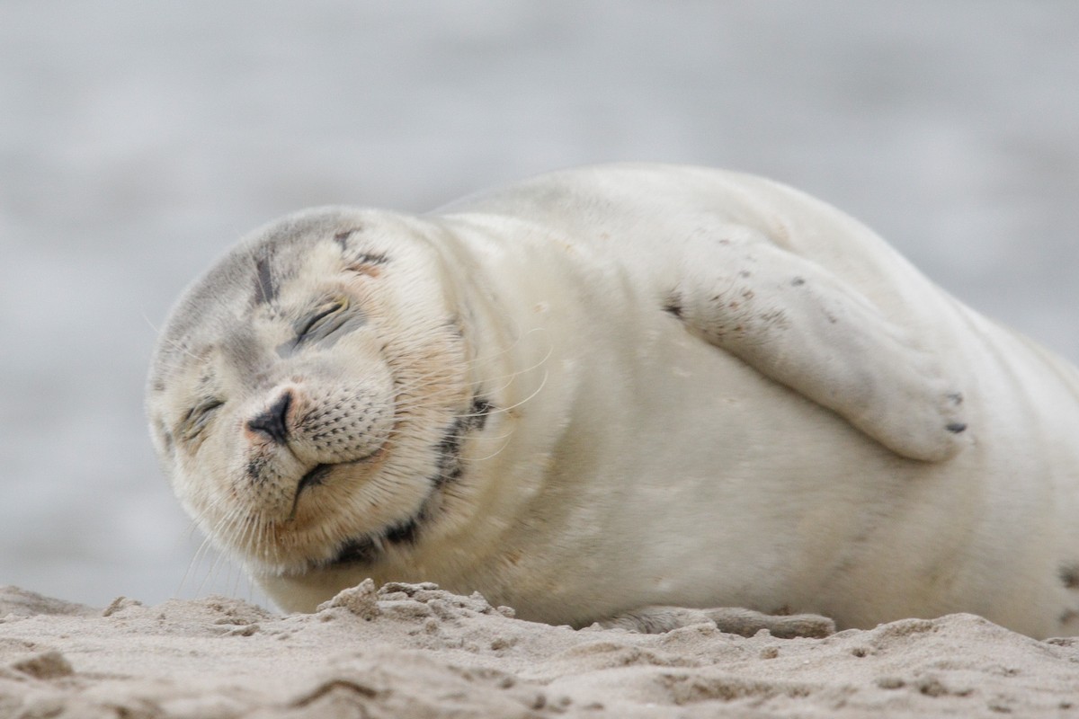 Harbor Seal - ML645338485