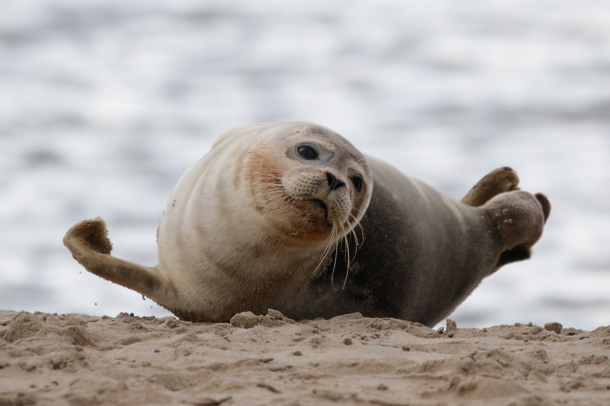 Harbor Seal - ML645338486