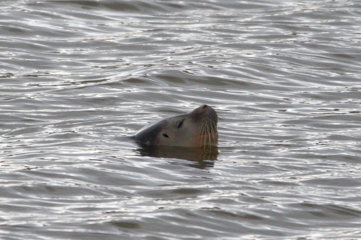Harbor Seal - ML645338487