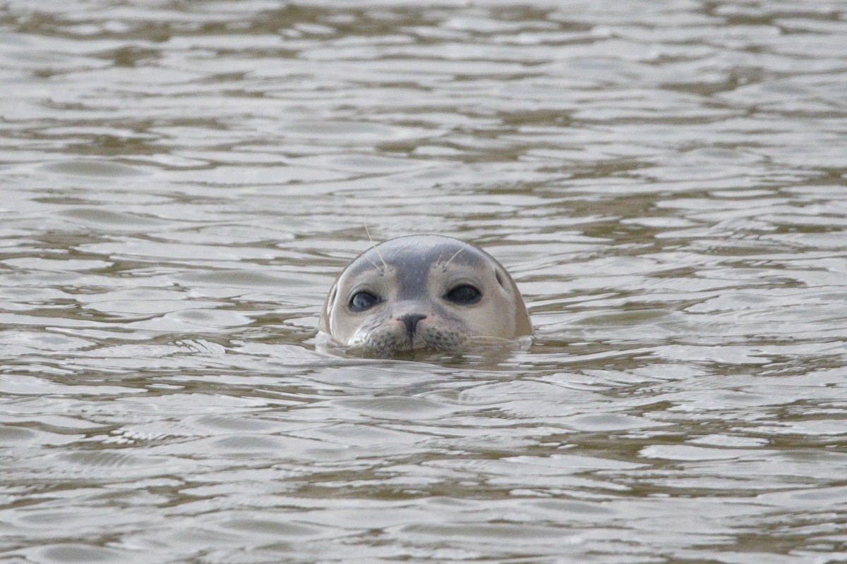 Harbor Seal - ML645338488