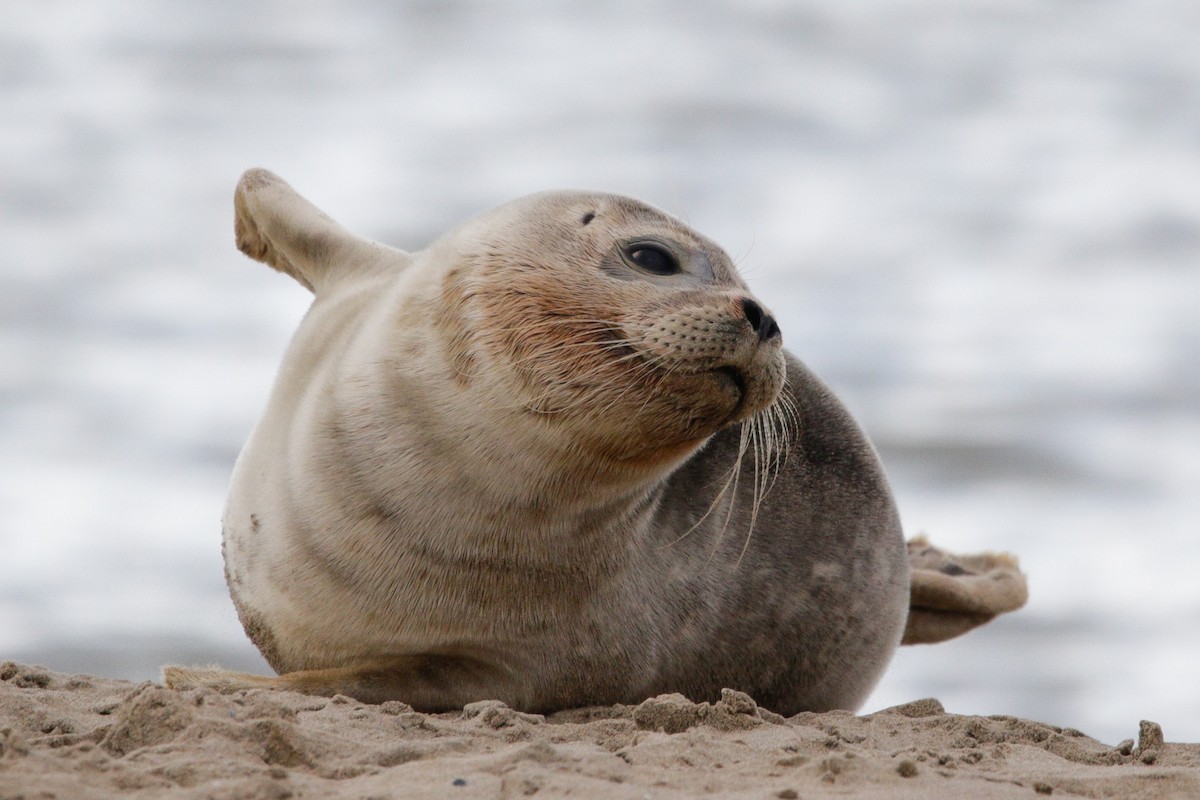 Harbor Seal - ML645338489