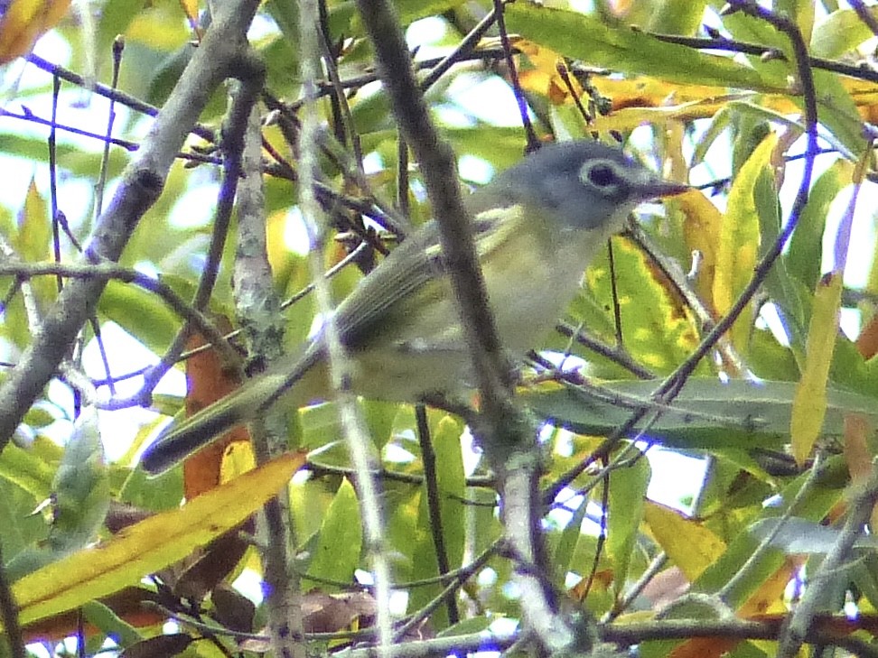 Blue-headed Vireo - ML645338492