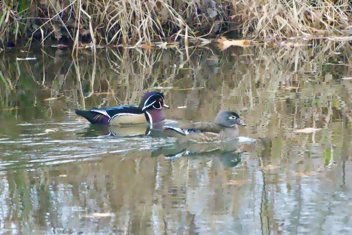 Wood Duck - ML645338494